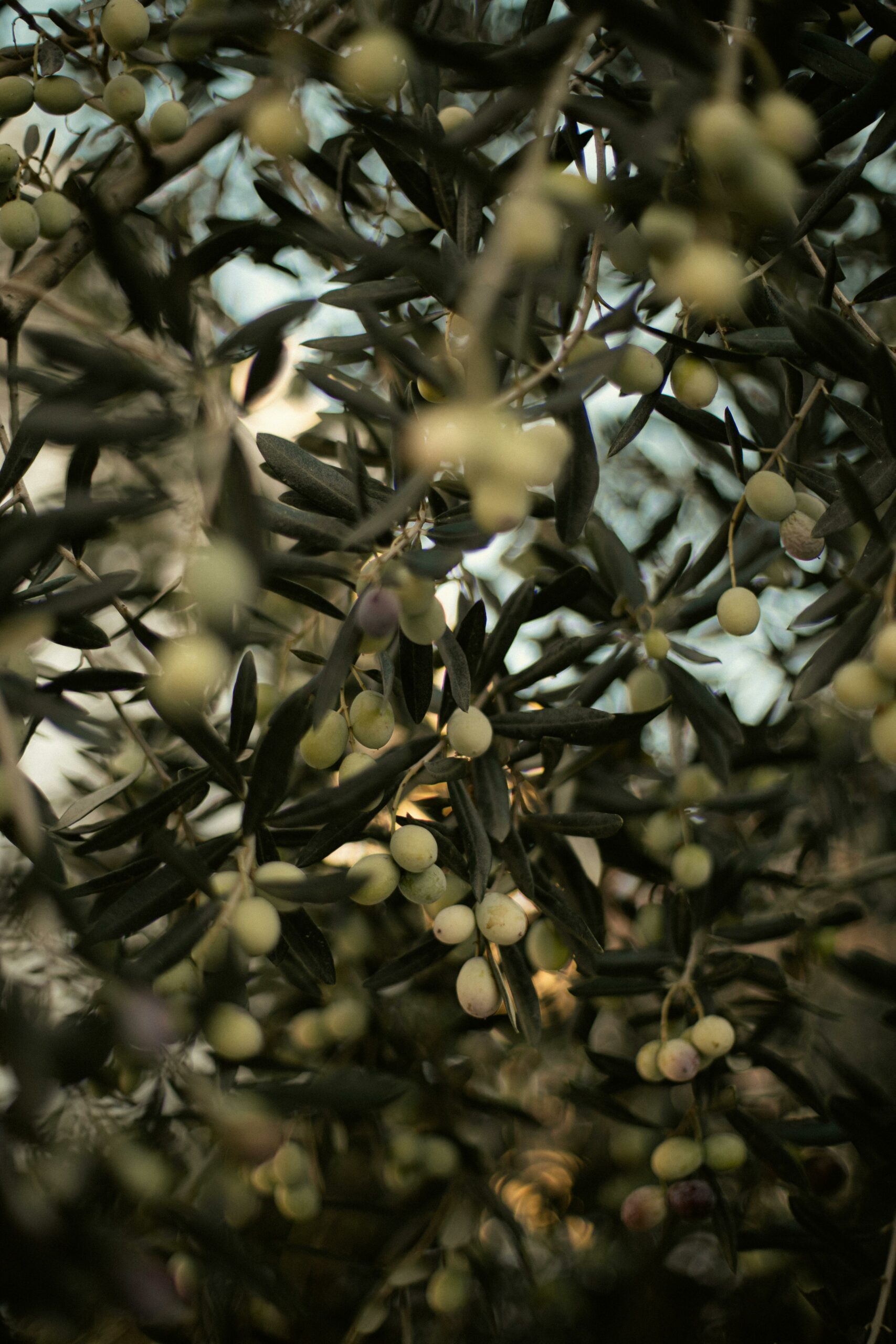 Imagen blog mosca dle olvio